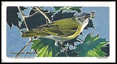 27 Red eyed Vireo